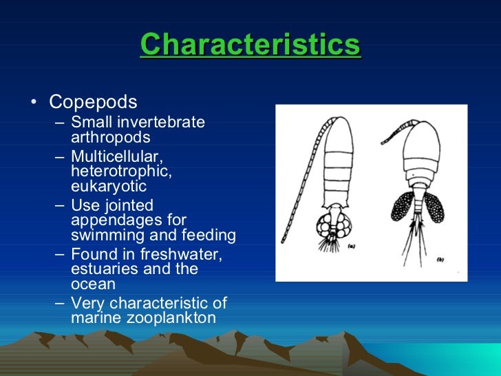 Copepod life cycle