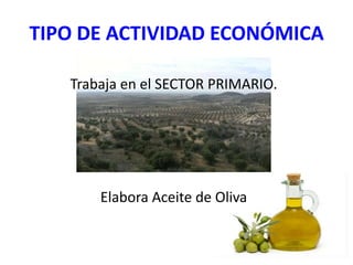 TIPO DE ACTIVIDAD ECONÓMICA

   Trabaja en el SECTOR PRIMARIO.




       Elabora Aceite de Oliva
 