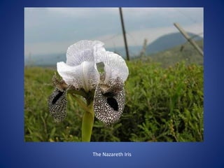 The Nazareth Iris
 