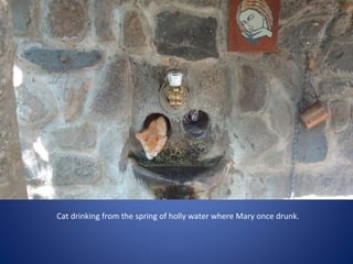 Cat drinking from the spring of holly water where Mary once drunk.
 
