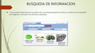 BUSQUEDA DE INFORMACION
 Como puede observarse en la captura de una búsqueda genérica basta con seleccionar la pestaña
de imágenes e introducir los términos deseados.
 