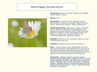 Synonyms: Lycaena dorylas, Papilio circe, Papilio
dorilis, Papilio tityrus
Status : LC
Host plant: Common Sorrel, Rumex acetosa;
Sheep's Sorrel, Rumex acetosella; Rumex, Sorrel,
Tansy, Tanacetum vulgare; Bistor, Bistorta sp.
Plant/adult:Tansy, Tanacetum vulgare, Meadow
bistort, Bistorta officinalis; Creeping Buttercup,
Ranunculus repens; garden Sorrel, Rumex acetosa,
Bird's Foot Trefoil, Lotus corniculata; Legum and
Fabaceae, Mouse-ear, Cerastium; Mouse-ear
Chickweed, Ragwort, Jacobeae vulgaris
Habitat: fallow land, dry meadows, railway tracks
embankments and verges
Predator parastite: Ichneuman erxtensorius
Life: 2- 3 generations a year. Flight May-mid July
with 2nd generation July-September. In the last 10-
20 years, the Sooty Copper has lost about 90% of its
habitat in Europe due to land development, intensive
agriculture and sprawling urban development.
Countries: Albania, Andorra, Austria, belarus,
Belgium, Bosnia-Herzegovina, Bulgaria, Corsica, Croatia,
Czech Republic, Denmark, Estonia, France, Germany,
Greece, Hungary, Italy, Latvia, Lithuania, Macedonia,
Poland, Portugal, Romania, Russia, Slovakia, Slovenia,
Spain, Sweden, Switzerland, Turkey, The Netherlands,
Ukraine, ex-Yugoslavia
Sooty Copper, Lycaena tityrus
 