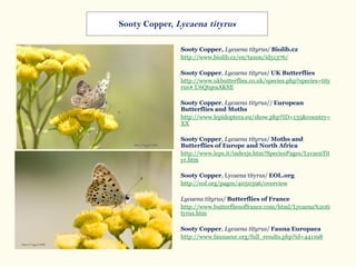 Sooty Copper, Lycaena tityrus/ Biolib.cz
http://www.biolib.cz/en/taxon/id51376/
Sooty Copper, Lycaena tityrus/ UK Butterflies
http://www.ukbutterflies.co.uk/species.php?species=tity
rus#.U6QtqeaAKSE
Sooty Copper, Lycaena tityrus// European
Butterflies and Moths
http://www.lepidoptera.eu/show.php?ID=135&country=
XX
Sooty Copper, Lycaena tityrus/ Moths and
Butterflies of Europe and North Africa
http://www.leps.it/indexjs.htm?SpeciesPages/LycaenTit
yr.htm
Sooty Copper, Lycaena tityrus/ EOL.org
http://eol.org/pages/4050396/overview
Lycaena tityrus/ Butterflies of France
http://www.butterfliesoffrance.com/html/Lycaena%20ti
tyrus.htm
Sooty Copper, Lycaena tityrus/ Fauna Europaea
http://www.faunaeur.org/full_results.php?id=441198
Sooty Copper, Lycaena tityrus
 