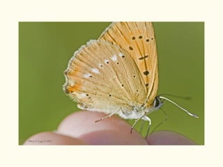 Know Your Butterflies: Coppers, Lycaeninae