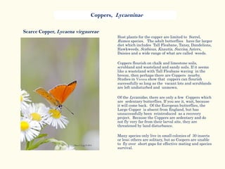 Scarce Copper, Lycaena virgaureae
Host plants for the copper are limited to Sorrel,
Rumex species. The adult butterflies have far larger
diet which includes Tall Fleabane, Tansy, Dandelions,
Hawkweeds, Scabious, Knautia, Succisa, Asters,
Daisies and a wide range of what are called weeds.
Coppers flourish on chalk and limestone soils,
scrubland and wasteland and sandy soils. If it seems
like a wasteland with Tall Fleabane waving in the
breeze, then perhaps there are Coppers nearby.
Studies in Vienna show that coppers can flourish
successfully so long as the vacant lots and scrublands
are left undisturbed and unmown.
Of the Lycanidae, there are only a few Coppers which
are sedentary butterflies. If you see it, wait, because
it will come back. Of the European butterflies, the
Large Copper is absent from England, but has
unsuccessfully been reintroduced as a recovery
project. Because the Coppers are sedentary and do
not fly very far from their larval site, they are
threatened by land disturbance.
Many species only live in small colonies of 30 insects
or less; others are solitary, but as Coopers are unable
to fly over short gaps for effective mating and species
survival.
Coppers, Lycaeninae
 