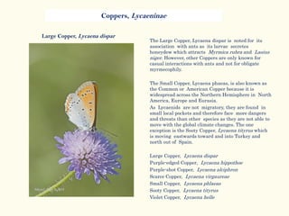 Coppers, Lycaeninae
Large Copper, Lycaena dispar
The Large Copper, Lycaena dispar is noted for its
association with ants as its larvae secretes
honeydew which attracts Myrmica rubra and Lasius
niger. However, other Coppers are only known for
casual interactions with ants and not for obligate
myrmecophily.
The Small Copper, Lycaena phaeas, is also known as
the Common or American Copper because it is
widespread across the Northern Hemisphere in North
America, Europe and Eurasia.
As Lycaenids are not migratory, they are found in
small local pockets and therefore face more dangers
and threats than other species as they are not able to
move with the global climate changes. The one
exception is the Sooty Copper, Lycaena tityrus which
is moving eastwards toward and into Turkey and
north out of Spain.
Large Copper, Lycaena dispar
Purple-edged Copper, Lycaena hippothoe
Purple-shot Copper, Lycaena alciphron
Scarce Copper, Lycaena virgaureae
Small Copper, Lycaena phlaeas
Sooty Copper, Lycaena tityrus
Violet Copper, Lycaena helle
 