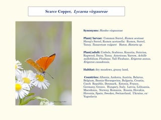 Synonyms: Heodes virgaureae
Plant/ larvae: Common Sorrel, Rumex acetosa;
Sheep's Sorrel, Rumex acetosella; Rumex, Sorrel,
Tansy, Tanacetum vulgare; Bistor, Bistorta sp.
Plant/adult: Umbels, Scabious, Knautia, Suiccisa,
Ragweed, Daisy, Tansy, Astericeae, Yarrow, Achille
millefolium, Fleabane, Tall Fleabane, Erigeron annus,
Erigeron canadensis,
Habitat: dry meadows, grassy land,
Countries: Albania, Andorra, Austria, Belarus,
Belgium, Bosnia-Herzegovina, Bulgaria, Croatia,
Czech Republic, Denmark, Estonia, France,
Germany, Greece, Hungary, Italy, Latvia, Lithuania,
Macedonia, Norway, Romania, Russia, Slovakia,
Slovenia, Spain, Sweden, Switzerland, Ukraine, ex-
Yugoslavia
Scarce Copper, Lycaena virgaureae
 