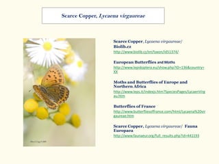 Scarce Copper, Lycaena virgaureae/
Biolib.cz
http://www.biolib.cz/en/taxon/id51374/
European Butterflies and Moths
http://www.lepidoptera.eu/show.php?ID=136&country=
XX
Moths and Butterflies of Europe and
Northern Africa
http://www.leps.it/indexjs.htm?SpeciesPages/LycaenVirg
au.htm
Butterflies of France
http://www.butterfliesoffrance.com/html/Lycaena%20vir
gaureae.htm
Scarce Copper, Lycaena virgaureae/ Fauna
Europaea
http://www.faunaeur.org/full_results.php?id=441193
Scarce Copper, Lycaena virgaureae
 