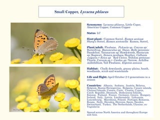 Synonyms: Lycaena phlaeus, Little Coper,
American Copper, Common Copper
Status LC
Host plant: Common Sorrel, Rumex acetosa;
Sheep's Sorrel, Rumex acetosella; Rumex, Sorrel,
Plant/adult: Fleabane, Pulcaria sp. Conyza sp;
Butterfcup, Ranunculus sp; Daisy, Belle perennis;
Dandelion, Taraxacum sp; Hawkweeds, Hieracum
sp; Ragwort, Seneca jacobaea, Heather, Callunia
vulgaris,+ Erica sp; Red Clover, Trifolim pretense;
Thistle, Cersum sp + Cardus sp.; Yarrow, Achillea
millefollium, Tall Fleabane, Ergeron annuus
Habitat: Chalk downlands, grassy plains, heath,
woodlands, scrub and wastelands
Life and flight: April-October 2-3 generations in a
season
Countries: Albania, Andorra, Austria, Belarus,
Belgium, Bosnia-Herzegovina, Bulgaria, Canary islands,
Channel Islands, Corsica, Crete, Croatia, Cyprus,
Czech Republic, Denmark, Dodecanese Islands,
Estonia, Finland, France, Germany, Greece, Hungary,
Ireland, Italy, Latvia, Liechtenstein, Lithuania,
Luxembourg, Macedonia, Poland, Portugal, Romania,
Russia, Sicily, Slovakia, Slovenia, Spain, Sweden,
Switzerland, Turkey, The Netherlands, Ukraine, ex-
Yugoslavia
Spread across North America and throughout Europe
and Asia.
Small Copper, Lycaena phlaeas
 