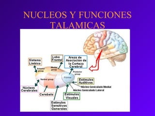 NUCLEOS Y FUNCIONES TALAMICAS 