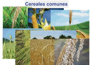 Cereales comunes
 