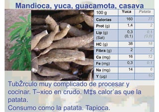 Mandioca, yuca, guacamota, casava
Tubérculo muy complicado de procesar y
cocinar. Tóxico en crudo. Más calorías que la
patata.
Consumo como la patata. Tapioca.
 