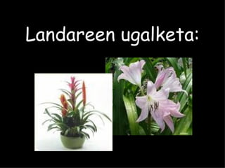 Landareen ugalketa: 