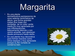 Margarita ,[object Object],[object Object]