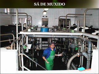 SÁ DE MUXIDO 