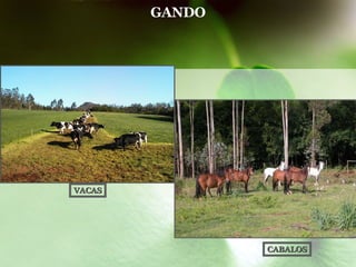 GANDO VACAS CABALOS 
