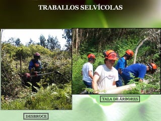 TRABALLOS SELVÍCOLAS TALA DE ÁRBORES DESBROCE 
