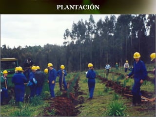 PLANTACIÓN 