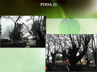 PODA  (I) 
