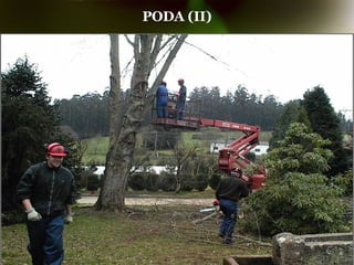 PODA (II) 