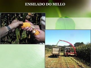 ENSILADO DO MILLO  