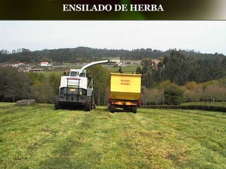 ENSILADO DE HERBA 