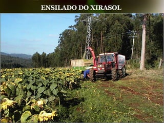 ENSILADO DO XIRASOL   
