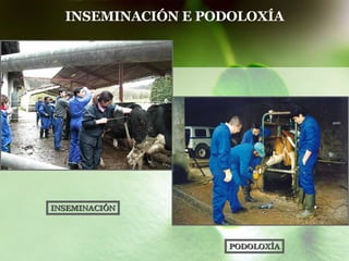 INSEMINACIÓN E PODOLOXÍA   INSEMINACIÓN PODOLOXÍA 