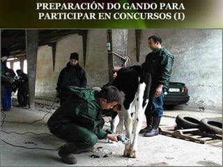PREPARACIÓN DO GANDO PARA  PARTICIPAR EN CONCURSOS (I) 