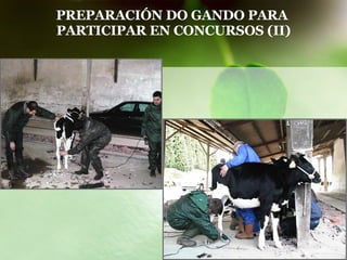 PREPARACIÓN DO GANDO PARA  PARTICIPAR EN CONCURSOS (II) 