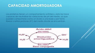 CAPACIDAD AMORTIGUADORA
Las proteínas tienen un comportamiento anfótero y ésto las hace
capaces de neutralizar las variaciones de pH del medio, ya que
pueden comportarse como un ácido o una base y por tanto
liberar o retirar protones (H+) del medio donde se encuentran.
 