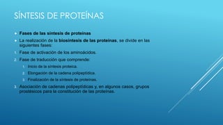 SÍNTESIS DE PROTEÍNAS
 Fases de las síntesis de proteínas
 La realización de la biosíntesis de las proteínas, se divide en las
siguientes fases:
1. Fase de activación de los aminoácidos.
2. Fase de traducción que comprende:
1. Inicio de la síntesis proteica.
2. Elongación de la cadena polipeptídica.
3. Finalización de la síntesis de proteínas.
3. Asociación de cadenas polipeptídicas y, en algunos casos, grupos
prostésicos para la constitución de las proteínas.
 