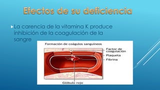 La carencia de la vitamina K produce
inhibición de la coagulación de la
sangre
 