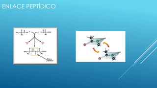 ENLACE PEPTÍDICO
 