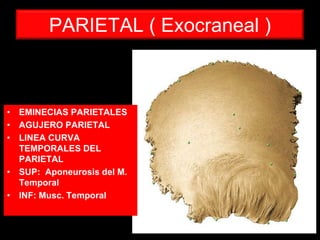 ANATOMIA_APLICADA 1 | PPTX