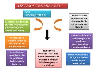 ABSCESOS CEREBRALES
                   POR
                   CONTIGUIDAD                       Los metastásicos
                                                     se producen por
Al cerebro desde focos                               diseminación de
sépticos locales (senos                               un foco séptico
paranasales, oído                                         distante
medio, mastoides).

                                                     postraumáticos y los
     secundarios a                                     postquirúrgicos se
  sinusitis frontal se                                     producen
    localizan en los                                   generalmente por
   lóbulos frontales                                  inoculación directa
                              Secundarios a
    secundarios a
                          infecciones del oído     En un 10-20% de los
   sinusitis maxilar
                          medio y mastoides se     casos, los abscesos
     se localizan a
                           localizan a nivel del      son de origen
   nivel del lóbulo
                            lóbulo temporal o          desconocido
       temporal
                               cerebeloso.
 