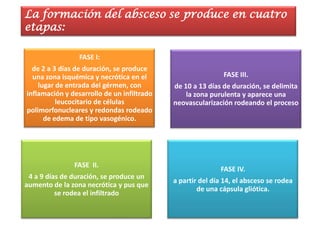 La formación del absceso se produce en cuatro
etapas:

                 FASE I:
  de 2 a 3 días de duración, se produce
  una zona isquémica y necrótica en el                      FASE III.
    lugar de entrada del gérmen, con        de 10 a 13 días de duración, se delimita
inflamación y desarrollo de un infiltrado       la zona purulenta y aparece una
          leucocitario de células           neovascularización rodeando el proceso
polimorfonucleares y redondas rodeado
      de edema de tipo vasogénico.




               FASE II.
                                                           FASE IV.
 4 a 9 días de duración, se produce un
                                            a partir del día 14, el absceso se rodea
aumento de la zona necrótica y pus que
                                                    de una cápsula gliótica.
          se rodea el infiltrado
 