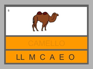 LL M C A E O
CAMELLO
5
 