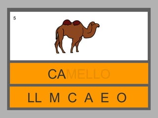 LL M C A E O
CAMELLO
5
 