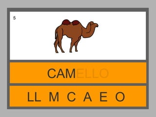 LL M C A E O
CAMELLO
5
 
