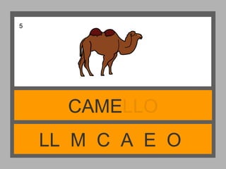 LL M C A E O
CAMELLO
5
 
