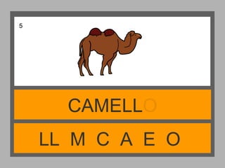 LL M C A E O
CAMELLO
5
 