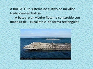 A BATEA: É un sistema de cultivo de mexillón
tradicional en Galicia .
A batea e un viveiro flotante construído con
madeira de eucalipto e de forma rectangular.
 