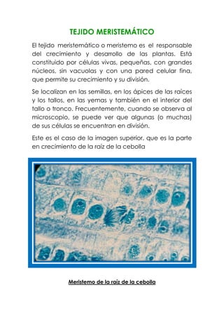 TEJIDO MERISTEMÁTICO
El tejido meristemático o meristemo es el responsable
del crecimiento y desarrollo de las plantas. Está
constituido por células vivas, pequeñas, con grandes
núcleos, sin vacuolas y con una pared celular fina,
que permite su crecimiento y su división.
Se localizan en las semillas, en los ápices de las raíces
y los tallos, en las yemas y también en el interior del
tallo o tronco. Frecuentemente, cuando se observa al
microscopio, se puede ver que algunas (o muchas)
de sus células se encuentran en división.
Este es el caso de la imagen superior, que es la parte
en crecimiento de la raíz de la cebolla
Meristemo de la raíz de la cebolla
 