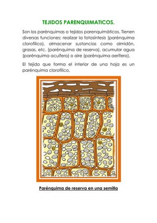 TEJIDOS PARENQUIMATICOS.
Son los parénquimas o tejidos parenquimáticos. Tienen
diversas funciones: realizar la fotosíntesis (parénquima
clorofílico), almacenar sustancias como almidón,
grasas, etc. (parénquima de reserva), acumular agua
(parénquima acuífero) o aire (parénquima aerífero).
El tejido que forma el interior de una hoja es un
parénquima clorofílico.
Parénquima de reserva en una semilla
 