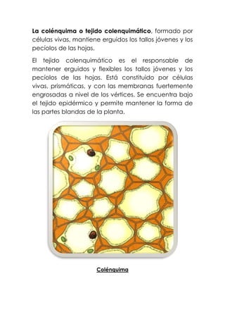 La colénquima o tejido colenquimático, formado por
células vivas, mantiene erguidos los tallos jóvenes y los
pecíolos de las hojas.
El tejido colenquimático es el responsable de
mantener erguidos y flexibles los tallos jóvenes y los
pecíolos de las hojas. Está constituido por células
vivas, prismáticas, y con las membranas fuertemente
engrosadas a nivel de los vértices. Se encuentra bajo
el tejido epidérmico y permite mantener la forma de
las partes blandas de la planta.
Colénquima
 