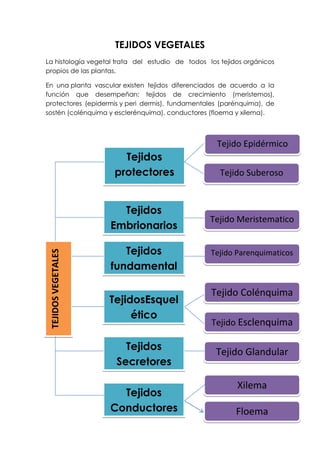 TEJIDOS VEGETALES
La histología vegetal trata del estudio de todos los tejidos orgánicos
propios de las plantas.
En una planta vascular existen tejidos diferenciados de acuerdo a la
función que desempeñan: tejidos de crecimiento (meristemos),
protectores (epidermis y peri dermis), fundamentales (parénquima), de
sostén (colénquima y esclerénquima), conductores (floema y xilema).
TEJIDOSVEGETALES
Tejidos
protectores
Tejidos
Embrionarios
Tejidos
Conductores
Tejidos
fundamental
es
TejidosEsquel
ético
Tejidos
Secretores
Tejido Epidérmico
Tejido Suberoso
Tejido Meristematico
Tejido Parenquimaticos
Tejido Colénquima
Tejido Esclenquima
Floema
Tejido Glandular
Xilema
 