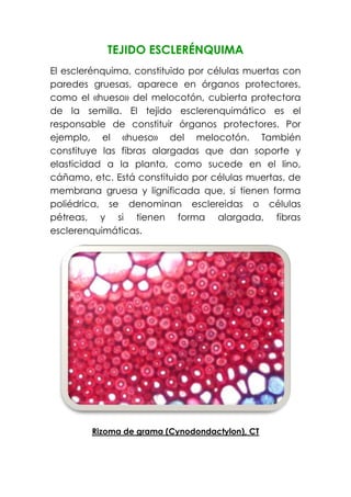 TEJIDO ESCLERÉNQUIMA
El esclerénquima, constituido por células muertas con
paredes gruesas, aparece en órganos protectores,
como el «hueso» del melocotón, cubierta protectora
de la semilla. El tejido esclerenquimático es el
responsable de constituir órganos protectores. Por
ejemplo, el «hueso» del melocotón. También
constituye las fibras alargadas que dan soporte y
elasticidad a la planta, como sucede en el lino,
cáñamo, etc. Está constituido por células muertas, de
membrana gruesa y lignificada que, si tienen forma
poliédrica, se denominan esclereidas o células
pétreas, y si tienen forma alargada, fibras
esclerenquimáticas.
Rizoma de grama (Cynodondactylon), CT
 