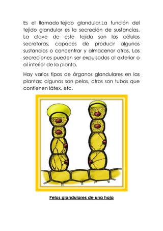 Es el llamado tejido glandular.La función del
tejido glandular es la secreción de sustancias.
La clave de este tejido son las células
secretoras, capaces de producir algunas
sustancias o concentrar y almacenar otras. Las
secreciones pueden ser expulsadas al exterior o
al interior de la planta.
Hay varios tipos de órganos glandulares en las
plantas: algunos son pelos, otros son tubos que
contienen látex, etc.
Pelos glandulares de una hoja
 