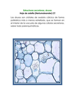 Estructuras secretoras, drusas
Hoja de adelfa (Neriumoleander) CT
Las drusas son cristales de oxalato cálcico de forma
poliédrica más o menos estrellada, que se forman en
el interior de la vacuola de algunas células secretoras,
sobre todo parenquimáticas.
 